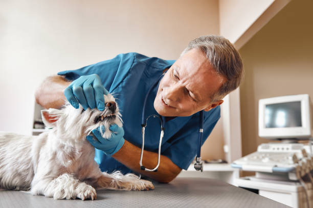 Best Walk-In Emergency Dental Services in Glenwood Springs, CO